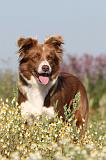 BORDER COLLIE 406